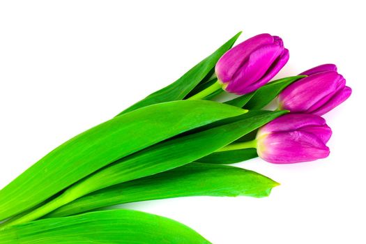 Beautiful Pink Tulips Isolated on White Background