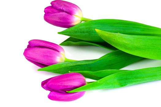 Beautiful Pink Tulips Isolated on White Background