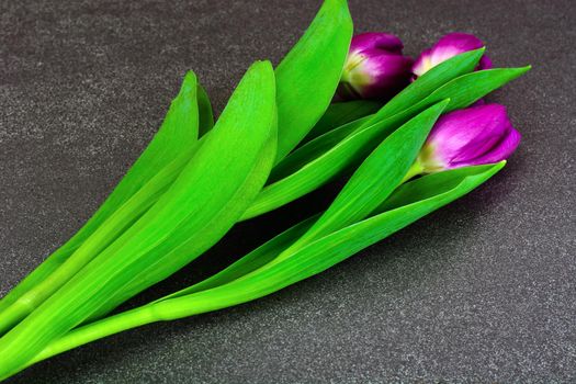 Beautiful Pink Flowers Tulips on Dark Background