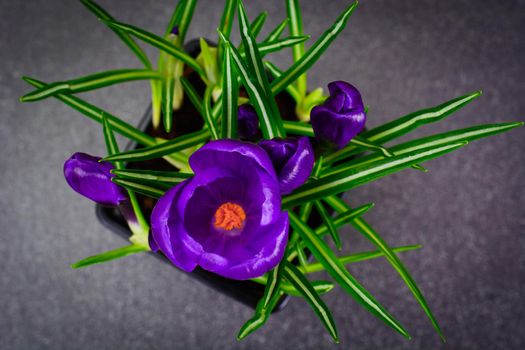 Blue Spring Crocus Flowers on Black Background