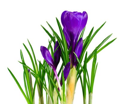 Spring Crocus Flowers Isolated on White Background