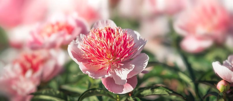 Peonies in sunlight. Soft focus image of blooming pink and white peonies in sun light. 