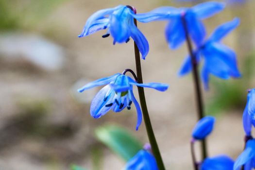 Blue bell flowers close up, macro photo, with copy space