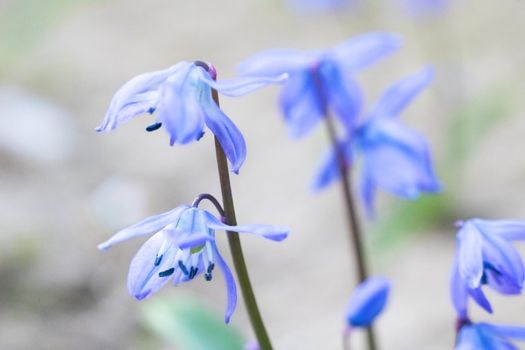 Blue bell flowers close up, macro photo, with copy space