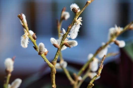 Willow branches with fluffy buds close up with copy space