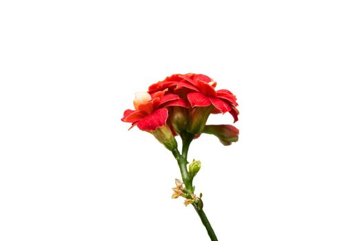 Big red flower from home plant isolated on white background