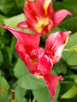 Colorful tulip flower close-up on a background of greenery.