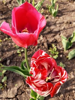 Colorful tulip flower close-up on the background of the earth.