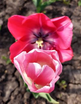 Colorful tulip flower close-up on the background of the earth.