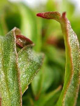 Willow leaves young shoots close-up. Leaf texture. Macro nature.