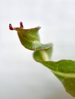 Willow leaves young shoots close-up. Leaf texture. Macro nature.