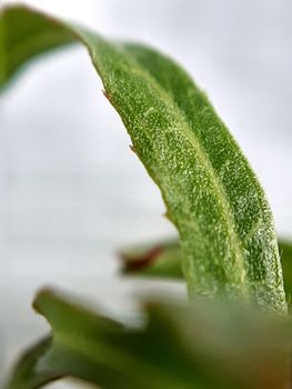 Willow leaves young shoots close-up. Leaf texture. Macro nature.