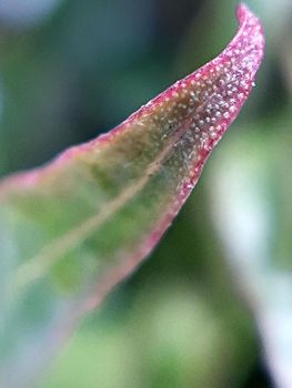 Willow leaves young shoots close-up. Leaf texture. Macro nature.