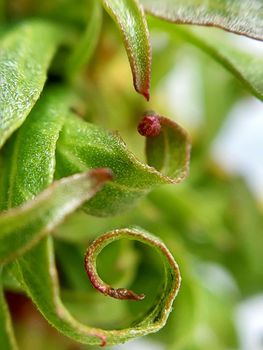 Willow leaves young shoots close-up. Leaf texture. Macro nature.