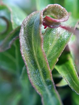 Willow leaves young shoots close-up. Leaf texture. Macro nature.