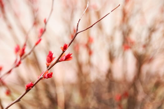 Red flowers on a bare branch of a bush close up