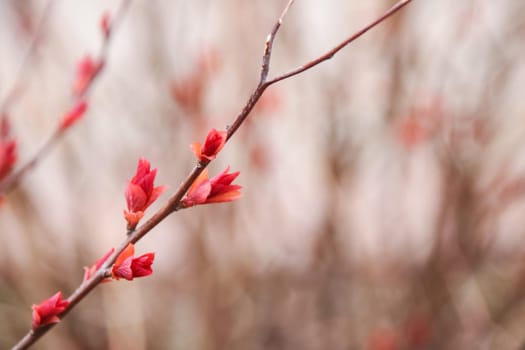 Red flowers on a bare branch of a bush close up
