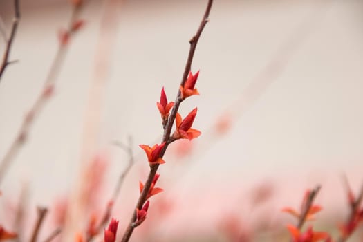 Red flowers on a bare branch of a bush close up