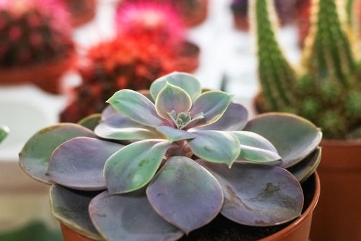 Green leaves of a houseplant close up, with copy space