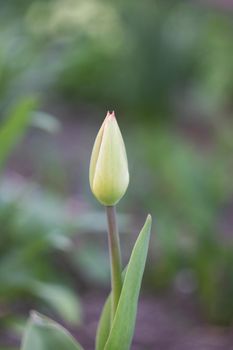 Close up of a tulip green bud with copy space