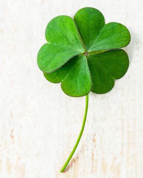 Close up clover leaves on shabby wooden background. The symbolic of Four Leaf Clover the first is for faith, the second is for hope, the third is for love and the fourth is for lucky.