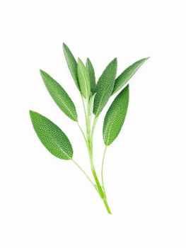Close up branch of  fresh sage leaves isolated on white background . Alternative medicine fresh salvia officinalis.