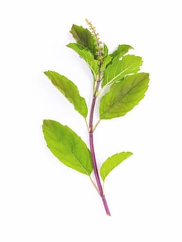 Blanch of fresh holy basil leaves isolate on white background .
