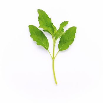 Blanch of fresh holy basil leaves isolate on white background .
