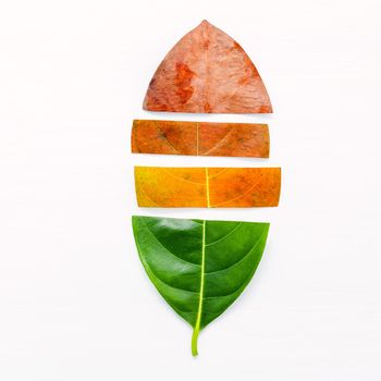 Different age of leaves and colour set up on white wooden background. Ageing and seasonal concept colorful leaves with flat lay and copy space.