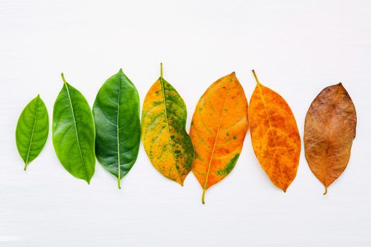Leaves of different age of jack fruit tree on white wooden background. Ageing  and seasonal concept colorful leaves with flat lay and copy space.