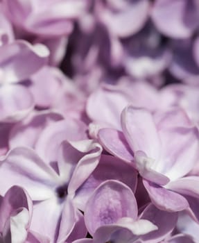 Blooming branch of purple terry Lilac in the spring garden