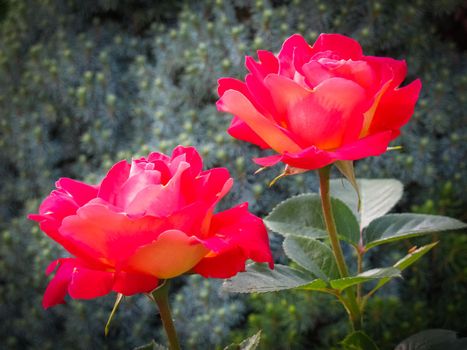 Beautiful two red roses in the garden on a sunny day. Ideal for background greeting cards