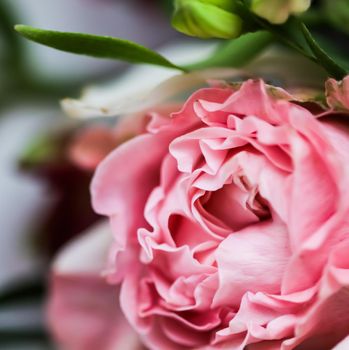 Botanical concept, wedding invitation card - Soft focus, abstract floral background, pink rose flower. Macro flowers backdrop for holiday brand design