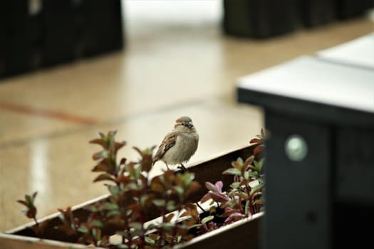 Sparrow sits on a flower box between black wooden tables while it is raining