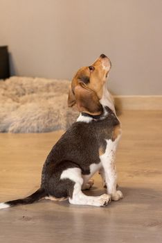 Beagle puppy resting on a couch.