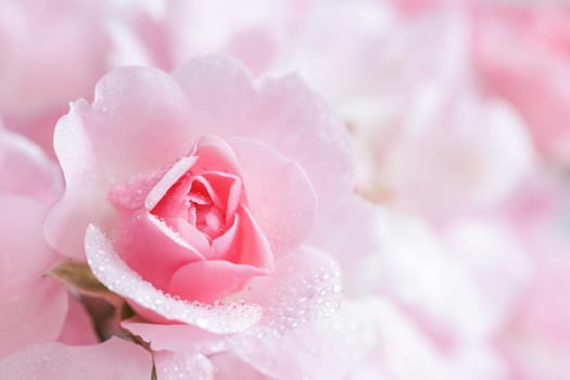 Beautiful pink rose with water drops. Can be used as background. Soft focus. Romantic style