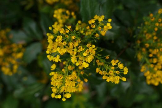 Selective focus, top view of yellow forestal flower against dark blurred background. Plants background concept