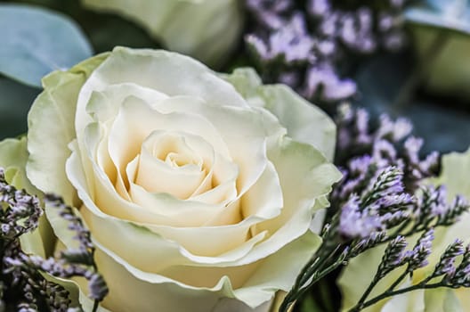 Bouquet of beautiful white roses. Perfect for greeting card background