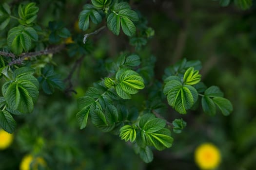 Selective focus, close up of green leaves. Concept of natural background. Top view of foliage in forest