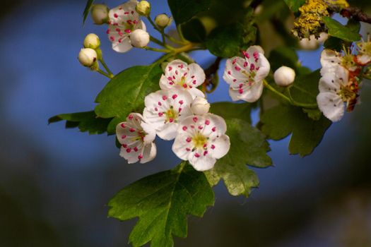 Close-up of white flowers in the branches of a tree on a sunny spring day