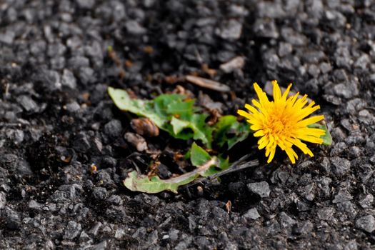 Close-up of a single yellow dandelion growing in the cracks of an asphalted floor on a sunny day