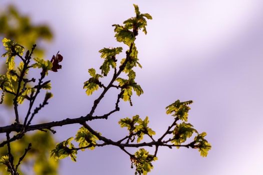 Close-up of a group of backlit green leaves in the branch of a tree against a clear sky