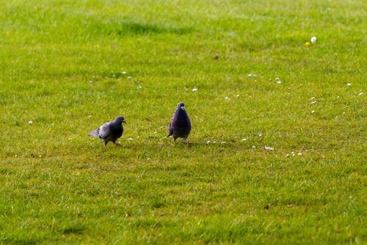 Close-up of two grey pigeons walking on the grass on a sunny day