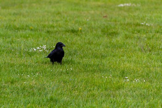 Close-up of a black crow standing in the middle of a green field