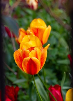 A couple of orange and yellow tulips against a blurry green background