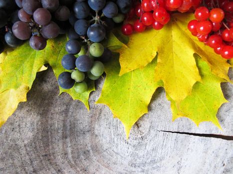 Yellow fallen maple leaves, bunches of black grapes and red berries of viburnum on the stump. Autumn colorful background