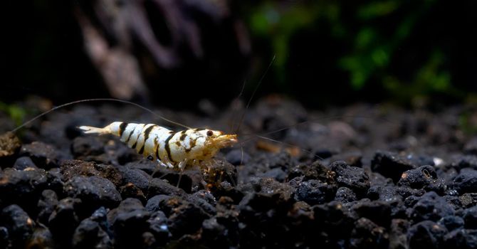 White tiger fancy dwarf shrimp look for food in aquatic soil and stay alone in freshwater aquarium tank.