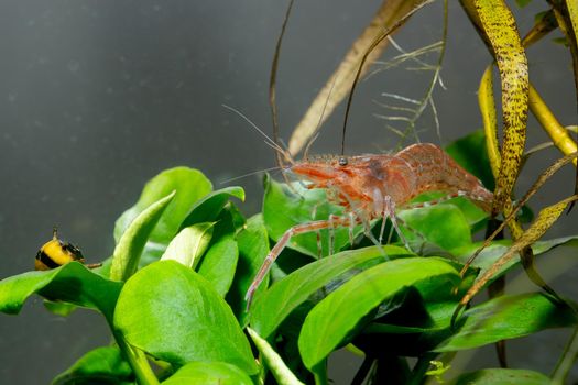 Pink Suphan dwarf shrimp with long claw stay calm and look for food on aquatic plant near horn snail in freshwater aquarium tank.