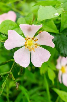 Rosa Canina or dog rose covered by drops of dew, a light colored spontaneous flower with yellow pistils, it is also called Alberta Rose, American wild rose or scrub rose