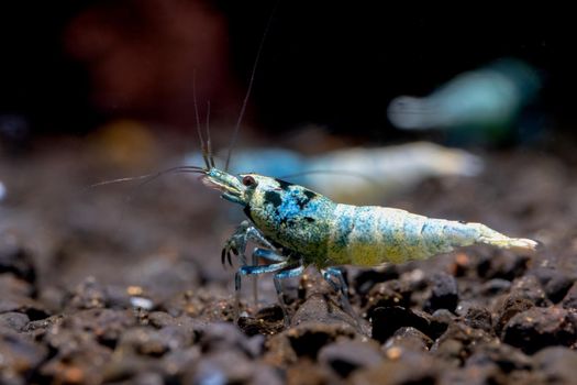 Blue bolt shrimp look for food in aquatic soil with other shrimp and dark background in freshwater aquarium tank.